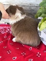 Kyle, a male Miniature Australian Shepherd for sale in Azle, TX – Photo 9 of 9