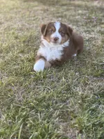 Kyle, a male Miniature Australian Shepherd for sale in Azle, TX – Photo 7 of 9