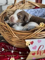 Kyle, a male Miniature Australian Shepherd for sale in Azle, TX – Photo 5 of 9