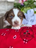Kyle, a male Miniature Australian Shepherd for sale in Azle, TX – Photo 8 of 9