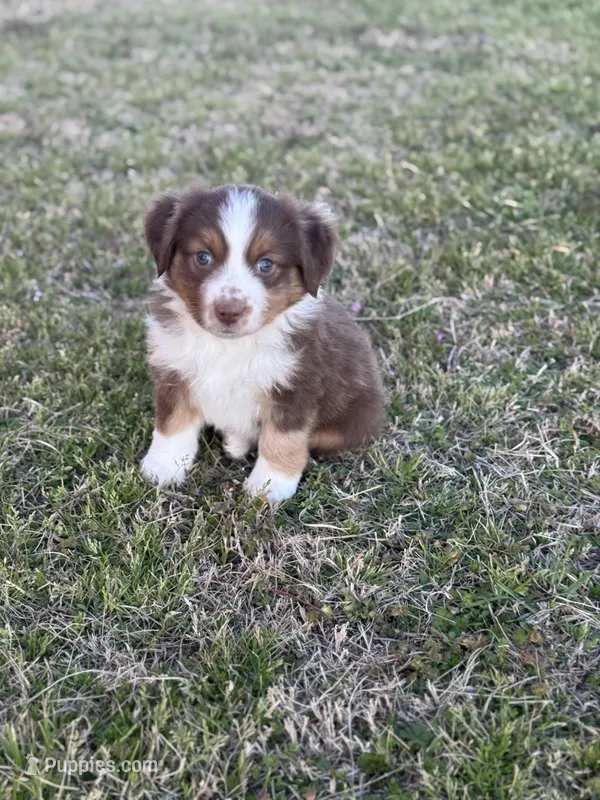 Kyle, a male Miniature Australian Shepherd for sale in Azle, TX – Photo 1 of 9