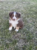 Kyle, a male Miniature Australian Shepherd for sale in Azle, TX – Photo 1 of 9