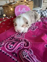 Koko, a female Miniature Australian Shepherd for sale in Azle, TX – Photo 3 of 8