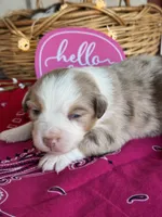 Koko, a female Miniature Australian Shepherd for sale in Azle, TX – Photo 4 of 8