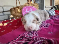 Koko, a female Miniature Australian Shepherd for sale in Azle, TX – Photo 2 of 8