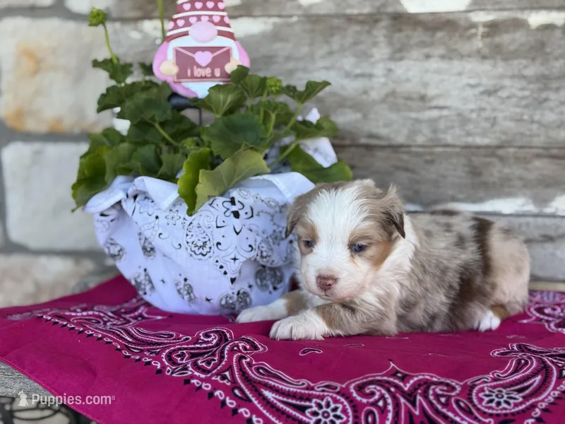Koko, a female Miniature Australian Shepherd for sale in Azle, TX – Photo 1 of 8