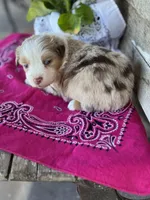 Koko, a female Miniature Australian Shepherd for sale in Azle, TX – Photo 6 of 8