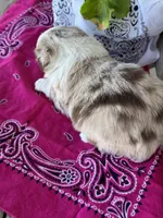 Koko, a female Miniature Australian Shepherd for sale in Azle, TX – Photo 8 of 8