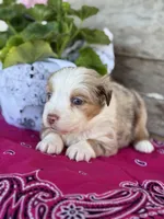 Koko, a female Miniature Australian Shepherd for sale in Azle, TX – Photo 7 of 8