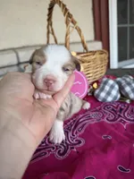 Koko, a female Miniature Australian Shepherd for sale in Azle, TX – Photo 5 of 8
