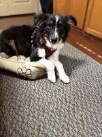 Lilly, a female Miniature Australian Shepherd for sale in Azle, TX – Photo 5 of 6