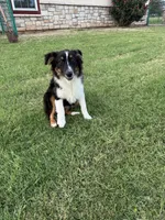 Lilly, a female Miniature Australian Shepherd for sale in Azle, TX – Photo 4 of 6