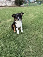 Lilly, a female Miniature Australian Shepherd for sale in Azle, TX – Photo 6 of 6