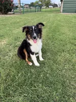 Lilly, a female Miniature Australian Shepherd for sale in Azle, TX – Photo 2 of 6