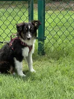 Lilly, a female Miniature Australian Shepherd for sale in Azle, TX – Photo 1 of 6
