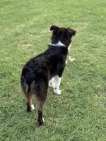 Lilly, a female Miniature Australian Shepherd for sale in Azle, TX – Photo 3 of 6