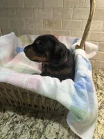 Gummie's Dobermans, a female Doberman Pinscher for sale in Azle, TX – Photo 6 of 8