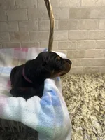 Gummie's Dobermans, a female Doberman Pinscher for sale in Azle, TX – Photo 7 of 8