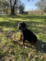 Gummie's Dobermans, a female Doberman Pinscher for sale in Azle, TX – Photo 5 of 8