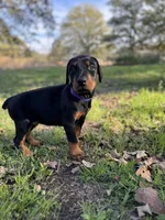 Gummie's Dobermans, a female Doberman Pinscher for sale in Azle, TX – Photo 3 of 8
