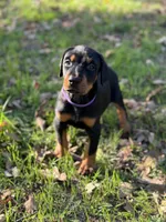 Gummie's Dobermans, a female Doberman Pinscher for sale in Azle, TX – Photo 2 of 8