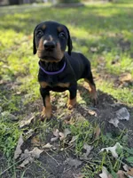 Gummie's Dobermans, a female Doberman Pinscher for sale in Azle, TX – Photo 4 of 8