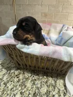 Gummie's Dobermans, a female Doberman Pinscher for sale in Azle, TX – Photo 8 of 8