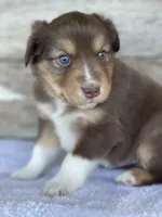 Ballinger, a male Miniature Australian Shepherd for sale in Azle, TX – Photo 1 of 5