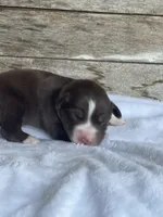 Ballinger, a male Miniature Australian Shepherd for sale in Azle, TX – Photo 2 of 5