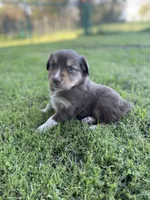 Ballinger, a male Miniature Australian Shepherd for sale in Azle, TX – Photo 4 of 5