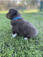 Ballinger, a male Miniature Australian Shepherd for sale in Azle, TX – Photo 5 of 5