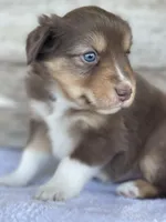Ballinger, a male Miniature Australian Shepherd for sale in Azle, TX – Photo 3 of 5