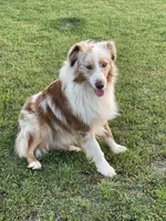 Boston, a female Miniature Australian Shepherd for sale in Azle, TX – Photo 6 of 9