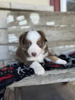 Boston, a female Miniature Australian Shepherd for sale in Azle, TX – Photo 3 of 9
