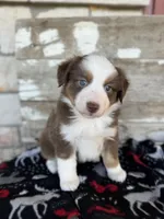 Boston, a female Miniature Australian Shepherd for sale in Azle, TX – Photo 1 of 9