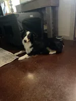 Boston, a female Miniature Australian Shepherd for sale in Azle, TX – Photo 7 of 9