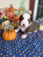 Boston, a female Miniature Australian Shepherd for sale in Azle, TX – Photo 9 of 9
