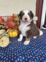 Boston, a female Miniature Australian Shepherd for sale in Azle, TX – Photo 8 of 9