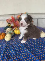 Boston, a female Miniature Australian Shepherd for sale in Azle, TX – Photo 5 of 9