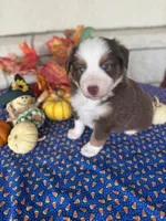Boston, a female Miniature Australian Shepherd for sale in Azle, TX – Photo 4 of 9