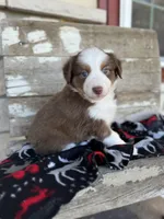 Boston, a female Miniature Australian Shepherd for sale in Azle, TX – Photo 2 of 9