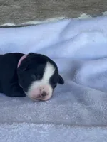 Kaia, a female Miniature Australian Shepherd for sale in Azle, TX – Photo 4 of 6