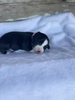 Kaia, a female Miniature Australian Shepherd for sale in Azle, TX – Photo 5 of 6