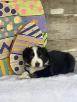 Kaia, a female Miniature Australian Shepherd for sale in Azle, TX – Photo 3 of 6