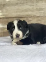 Kaia, a female Miniature Australian Shepherd for sale in Azle, TX – Photo 1 of 6