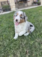 Jacob, a male Miniature Australian Shepherd for sale in Azle, TX – Photo 7 of 8