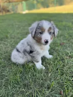Jacob, a male Miniature Australian Shepherd for sale in Azle, TX – Photo 8 of 8