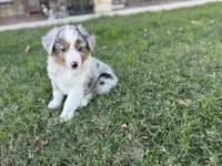 Jacob, a male Miniature Australian Shepherd for sale in Azle, TX – Photo 1 of 8
