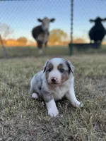 Jacob, a male Miniature Australian Shepherd for sale in Azle, TX – Photo 3 of 8