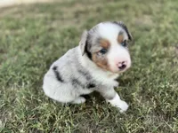 Jacob, a male Miniature Australian Shepherd for sale in Azle, TX – Photo 6 of 8